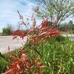 Hakea salicifolia Blatt