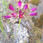 Allium peninsulare Blomst