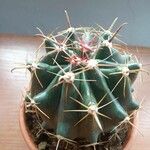 Ferocactus latispinus Лист