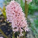 Helonias bullata Flower