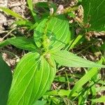 Spigelia anthelmia Folha