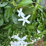 Jasminum azoricum Flower