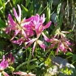 Trifolium alpinum Kwiat