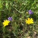 Ranunculus californicus Alkat (teljes növény)