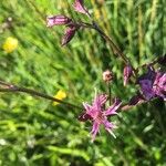 Lychnis flos-cuculi Blüte