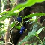 Vaccinium ovatum Fruit