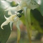 Cyrtorchis monteiroae Flor