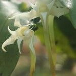 Cyrtorchis monteiroae Flower