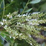 Ateleia herbert-smithii Flower