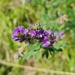 Medicago sativaFlor