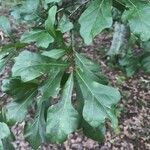 Quercus nigra Листок