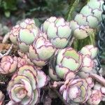 Kalanchoe laxifloraपत्ता