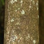Licania parvifructa Cortiza