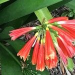 Clivia × cyrtanthiflora Flor