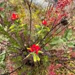 Castilleja fissifolia Flower