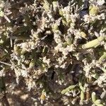 Arthraerua leubnitziae Flower
