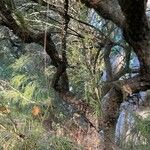 Melaleuca huegelii Corteza