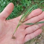 Bromus diandrus برگ