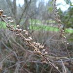 Clethra alnifolia Fruto