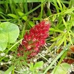 Trifolium incarnatum Kvet