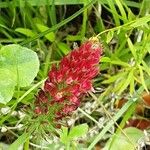 Trifolium incarnatum Kukka