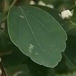 Spiraea chamaedryfolia Hoja