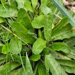 Hypochaeris glabra Leaf