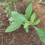 Lippia alba Leaf