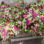 Coleus decurrensЛист