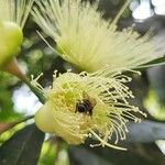 Syzygium jambos Blüte