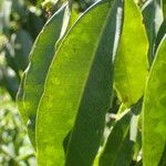 Anthostema senegalense Leaf