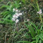 Nardostachys jatamansi Habit