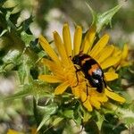 Scolymus hispanicusFlower