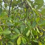 Rhizophora mangle Blad