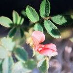 Indigofera colutea Λουλούδι