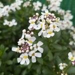 Iberis semperflorens Çiçek