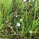 Stellaria gramineaFlor