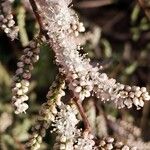 Tamarix africana 花