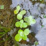 Spirodela polyrhiza Leaf