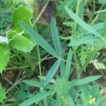 Trifolium angustifolium Feuille