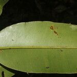 Calophyllum brasiliense Frukto