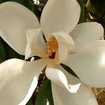Magnolia grandiflora Flor