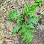 Solanum saponaceum Hoja