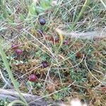 Vaccinium oxycoccos Fruit