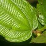 Miconia crenulata Blad