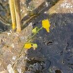 Utricularia gibba Frukt