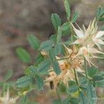 Ononis pusilla Fruto