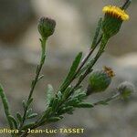 Pulicaria sicula Flor