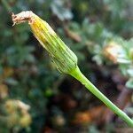 Hypochaeris radicata 花