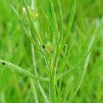 Plantago afra Blatt